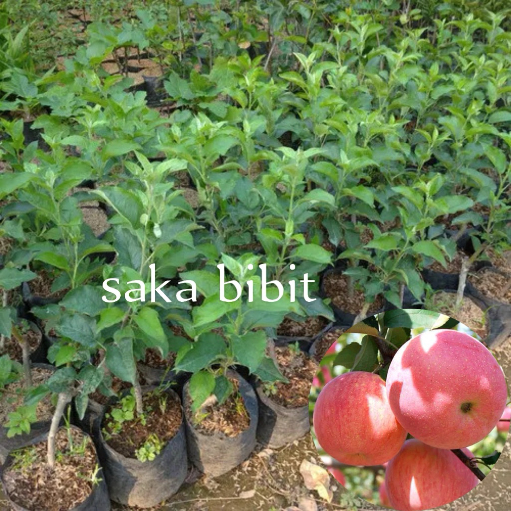 Bibit Apel Fuji/Merah Batang Besar