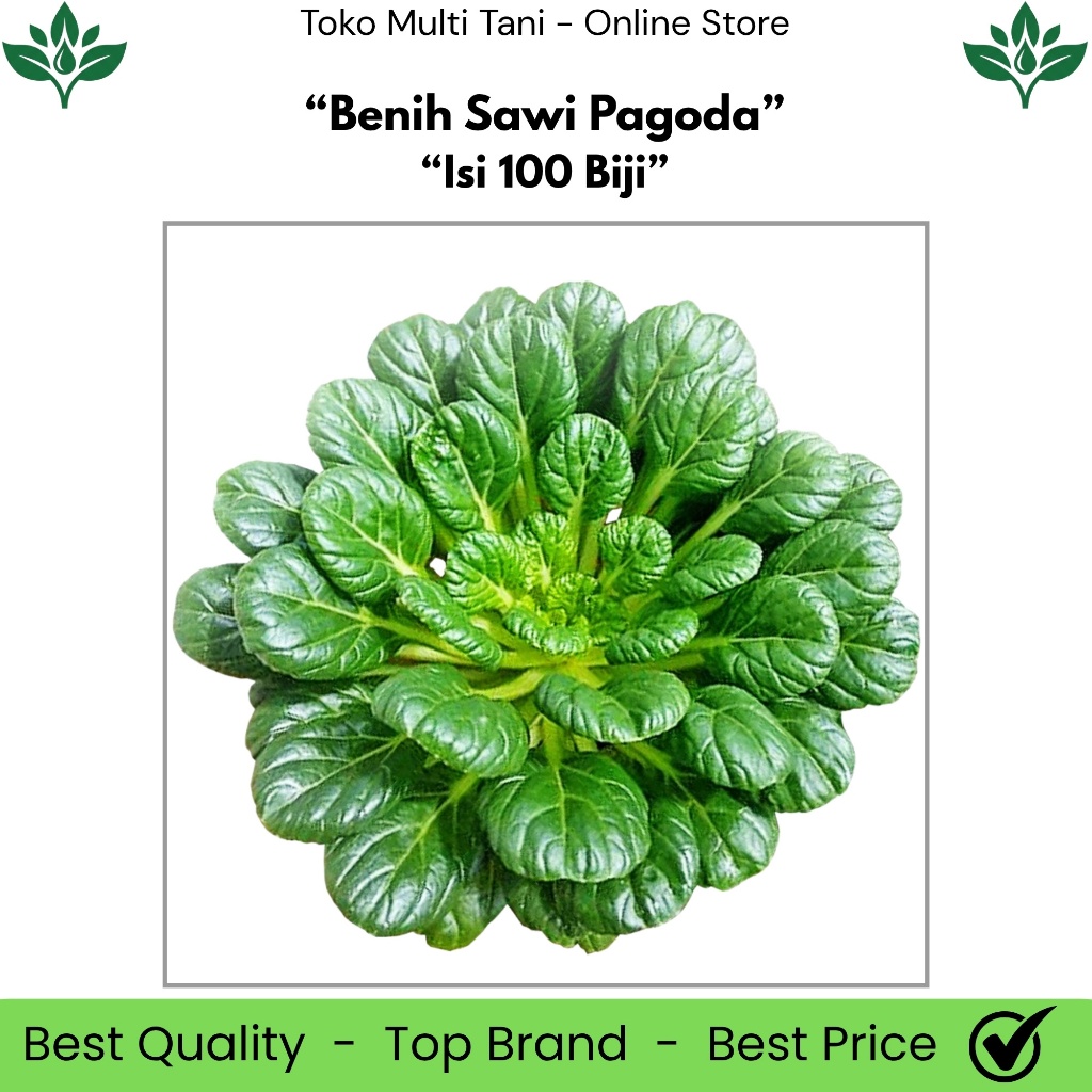 Benih Sawi Pagoda Isi 100 Biji - Benih Sawi Pagoda - Benih Sawi Pagoda 100 Biji - Benih Sawi Hijau -