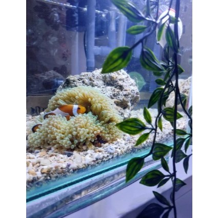 Anemon Karpet Sehat Untuk Aquarium Laut