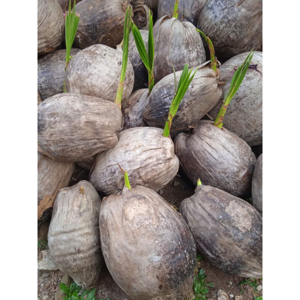 Bibit kelapa bonsai kelapa bahan bonsai kelapa