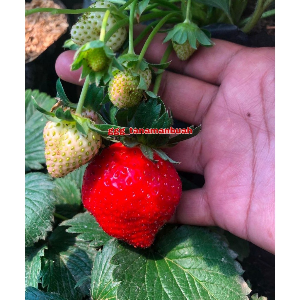 Bibit Strawberry Jumbo Manis Berbuah Cepat