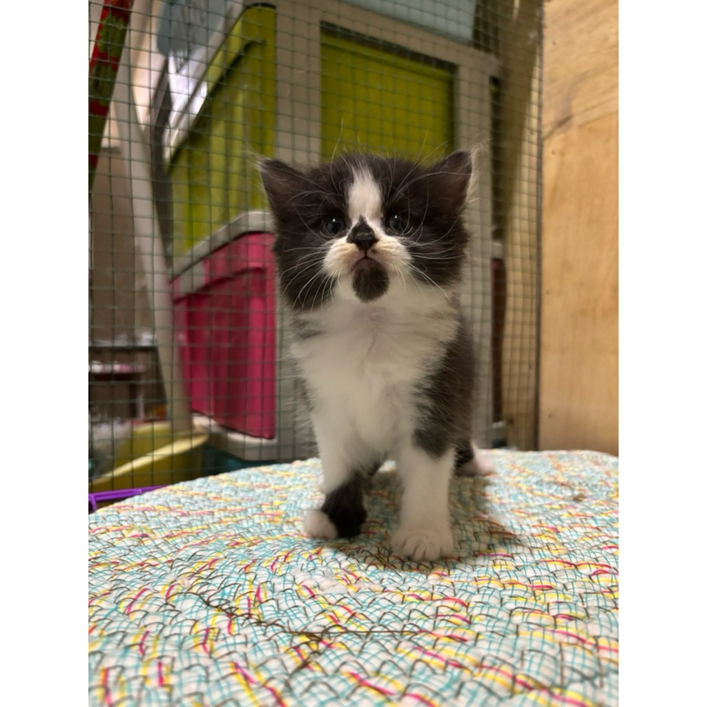 kitten persia flatnose mix mc