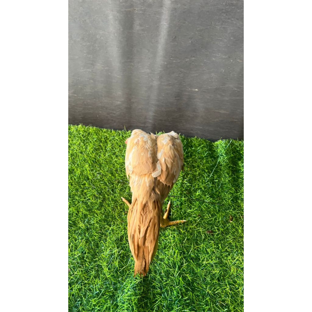 Anak ayam ekor lidi