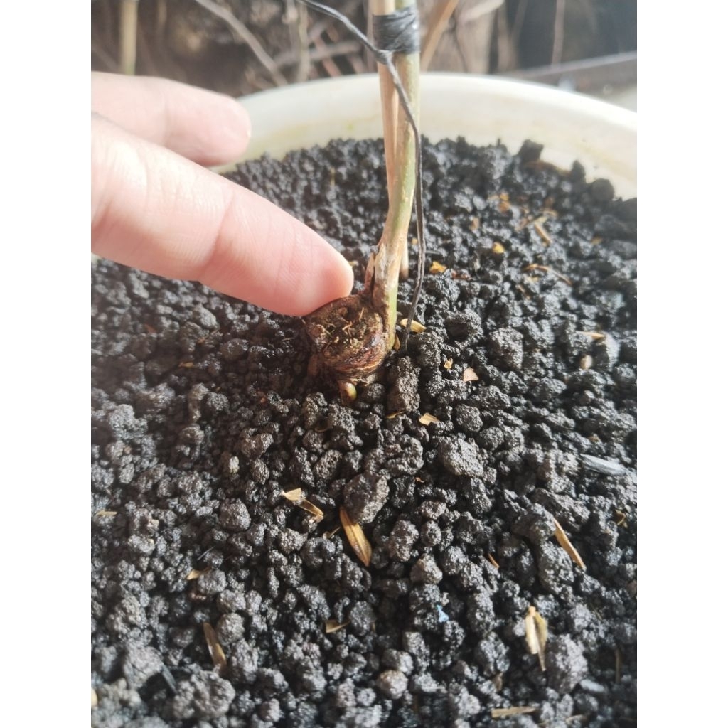anthurium clarinervium dark form varigata bonggol