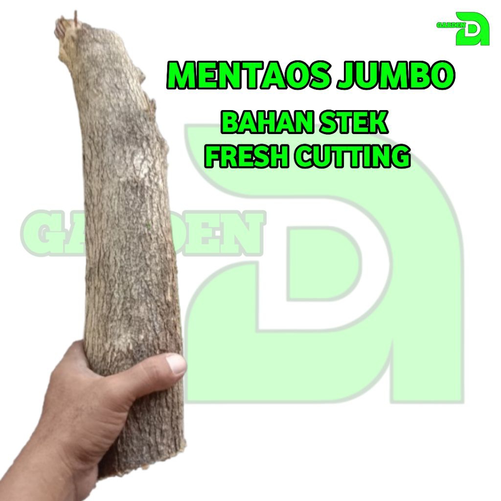 MENTAOS JUMBO BAHAN STEK BONSAI MENTAOS TAMAN MENTAOS