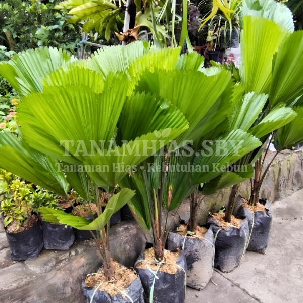 Jual Tanaman hias Palem Kol Palem Kipas Tanaman Palem Hias Rimbun Ready Ukuran Sedang dan Besar | Ta