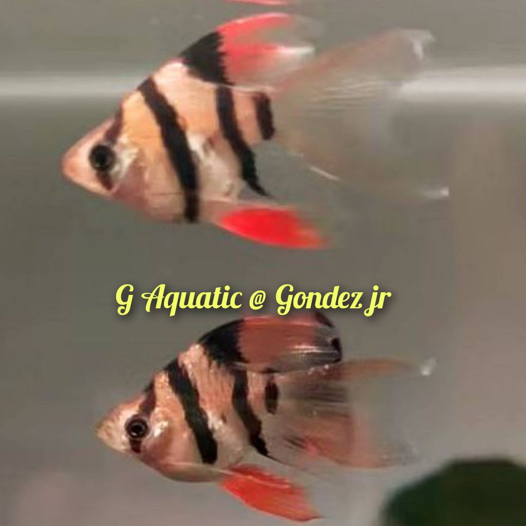 ikan sumatra balon tiger slayer size L