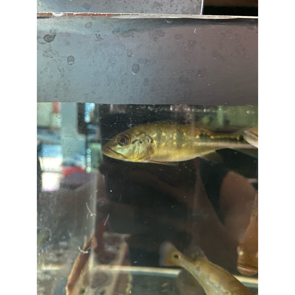 pbass orinoco dan intermedia size di 12cm pelet