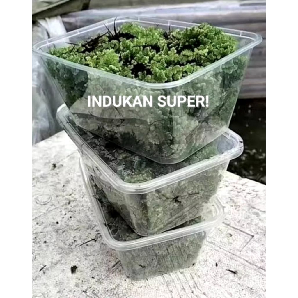 azolla/azolla pakan ternak/azolla bibit/bibit azolla/azolla 1 kg/azolla microphylla bibit/azolla bib