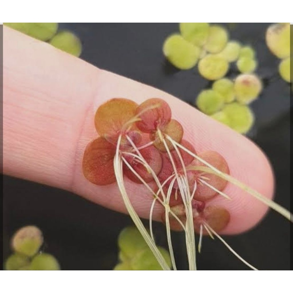 Spirodela polyrhiza Tanaman Air