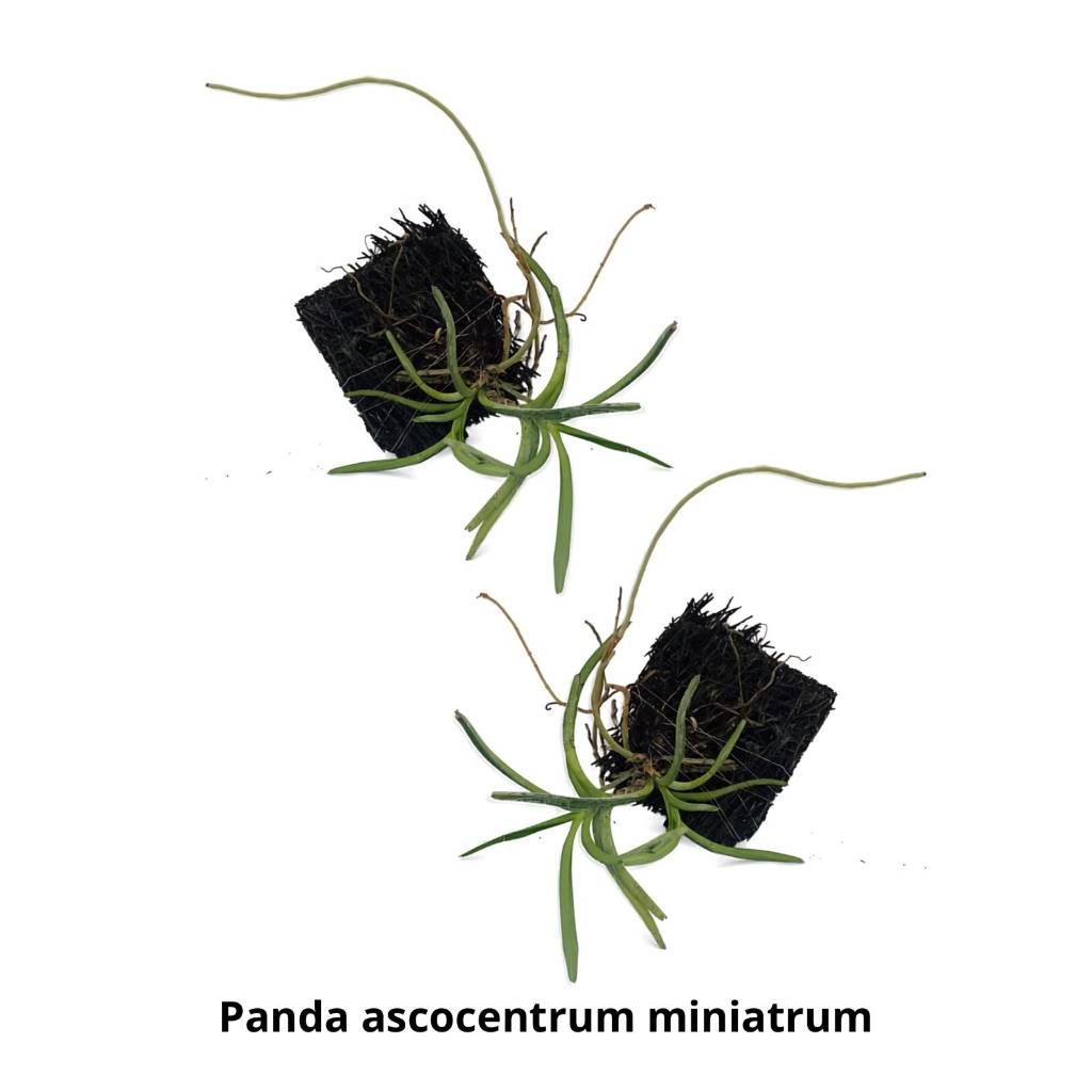Anggrek Vanda Ascocentrum Miniatrum