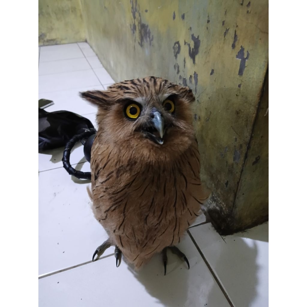 Burung Hantu Buffy Fish Owl