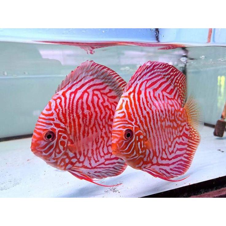 Discus White tiger / discus tiger white / white tiger / discus / ikan hias / diskas white tiger