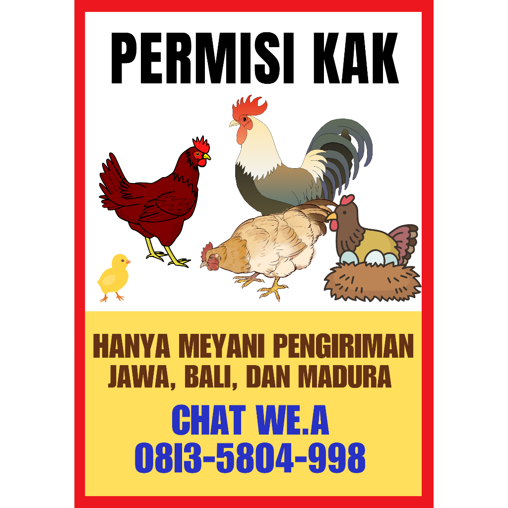 DOC AYAM CEMANI LIDAH HITAM GARANSI 100% HIDUP