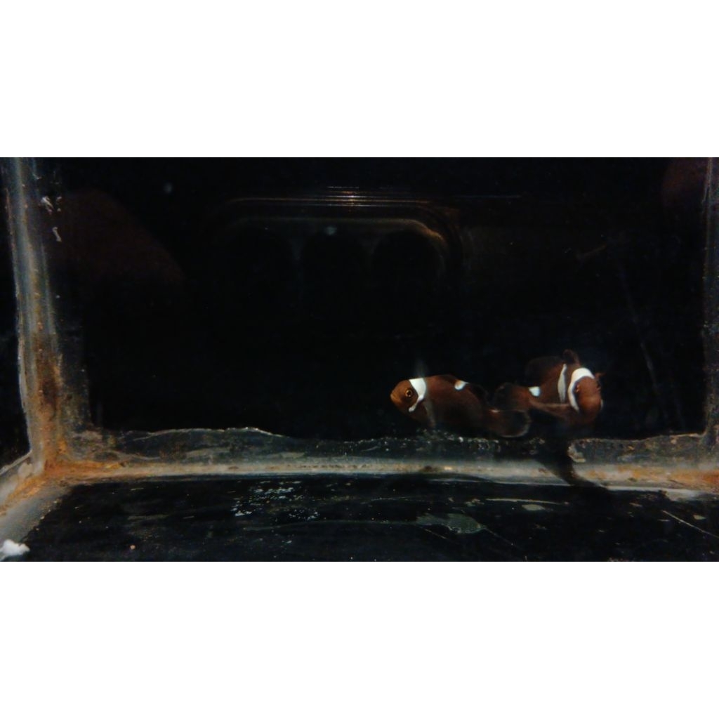 Black Lightning maroon | Nemo Hybrid | Ikan hias Air laut