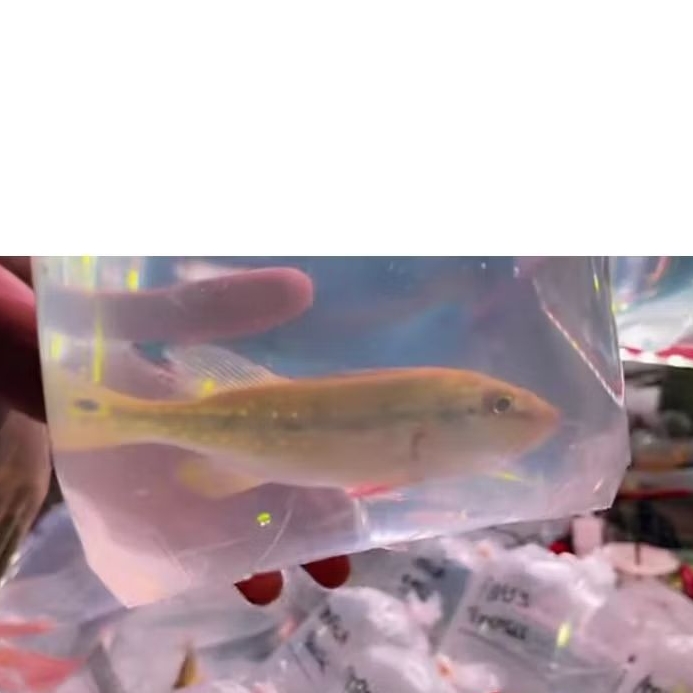 PBASS FOGO UKURAN 17 CM
