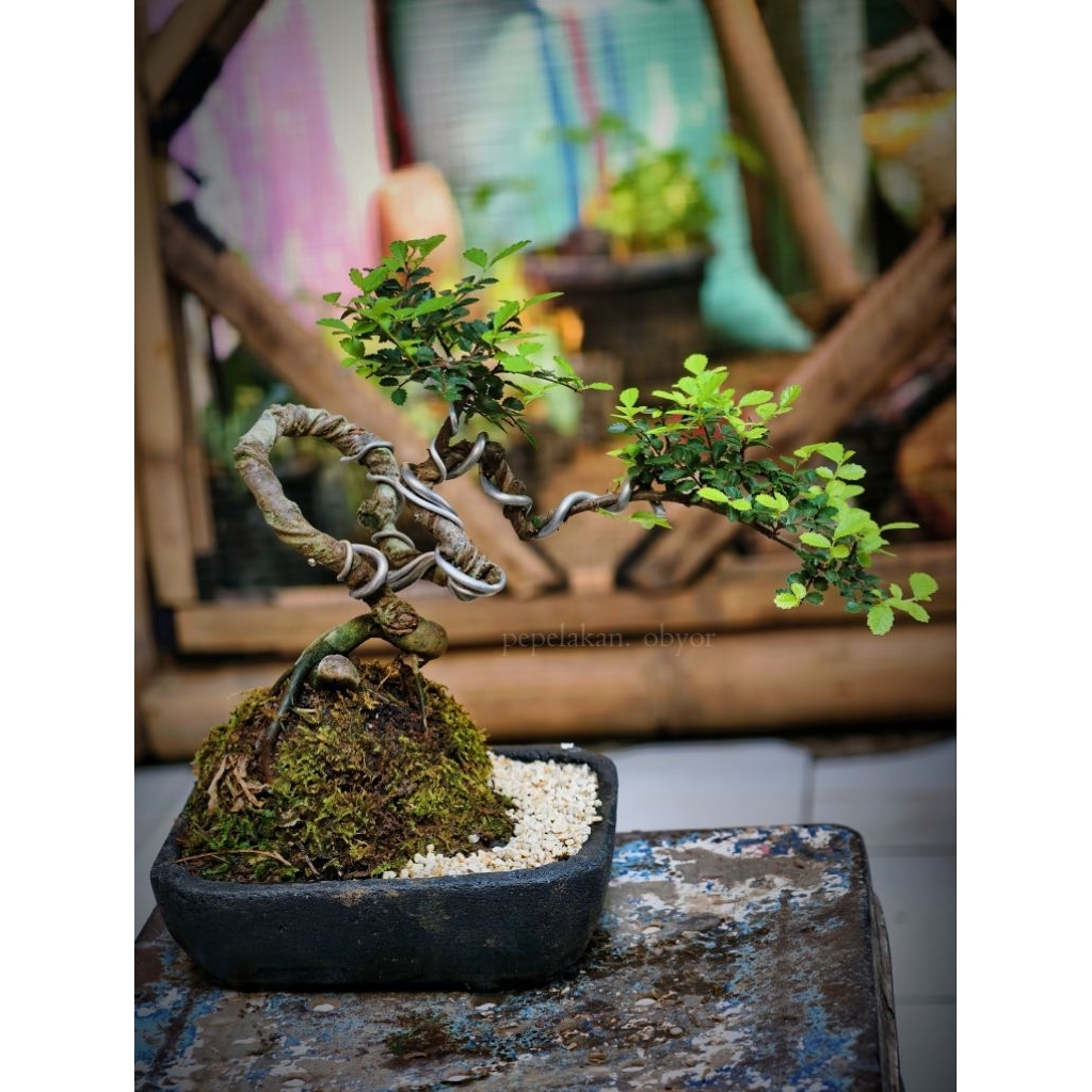 Bonsai Ulmus Hijau Micro Bonsai Ulmus Green Super micro Realpict Siap Pajang