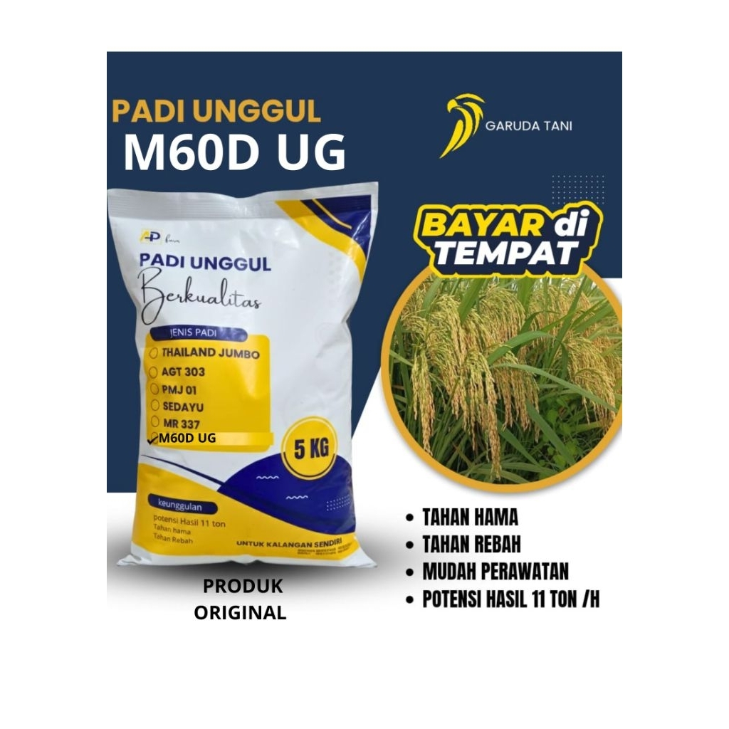 BENIH PADI UNGGUL M60D UG KEMASAN 5KG ORIGINAL BENIH PADI M60 D ULTRA GENJAH ORIGINAL BENIH PADI UNG