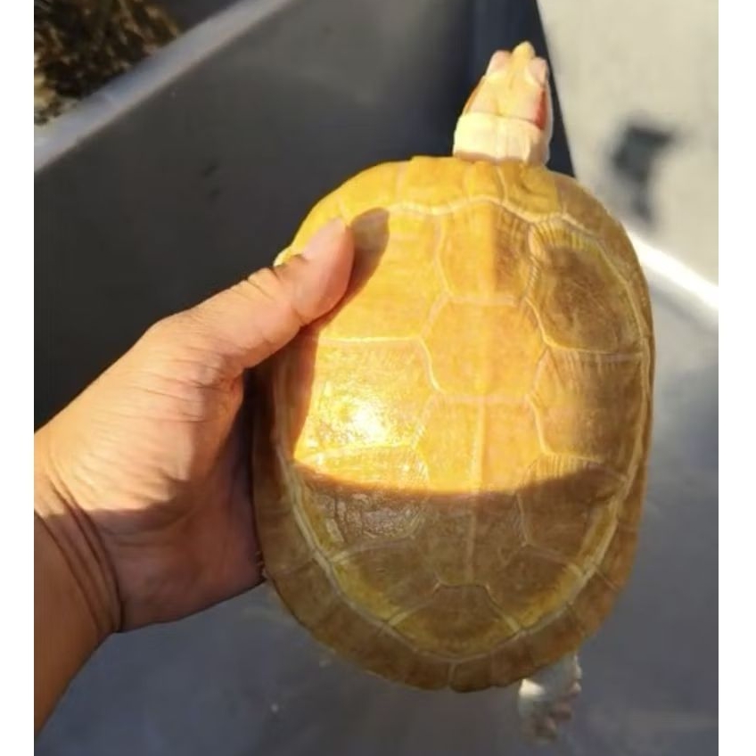 Makanan Pakan Pelet Ikan Kura Kura Brazil Al Bino Res Bino Indukan Betina Red Ear Slider Turtle Ukur