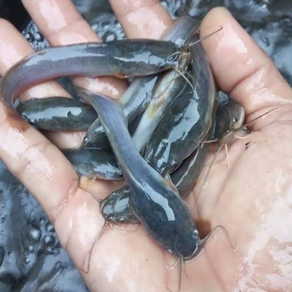 bibit lele sangkuriang/ lele jumbo