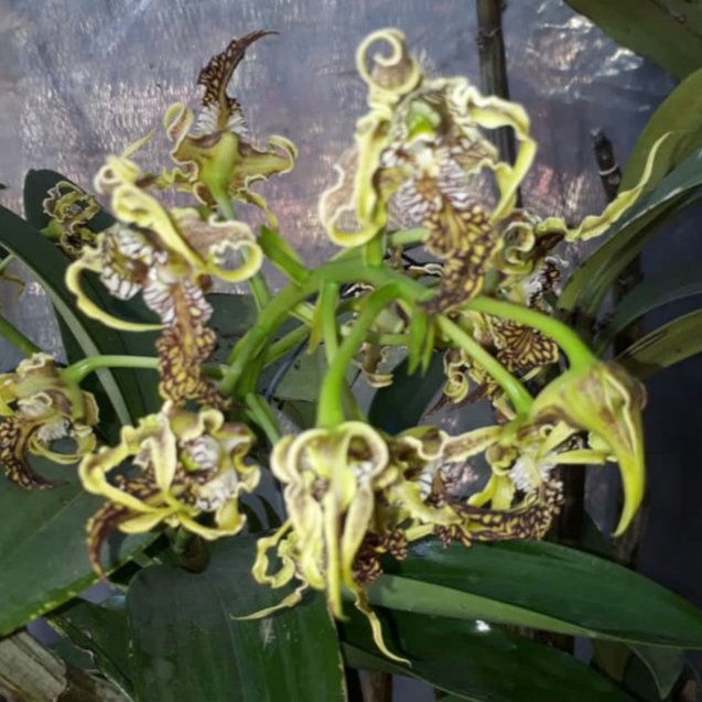 [ DEWASA ] Dendrobium spectabile (Jungle) Anggrek bunga Eksotis, Langka, dan Penuh Karakter