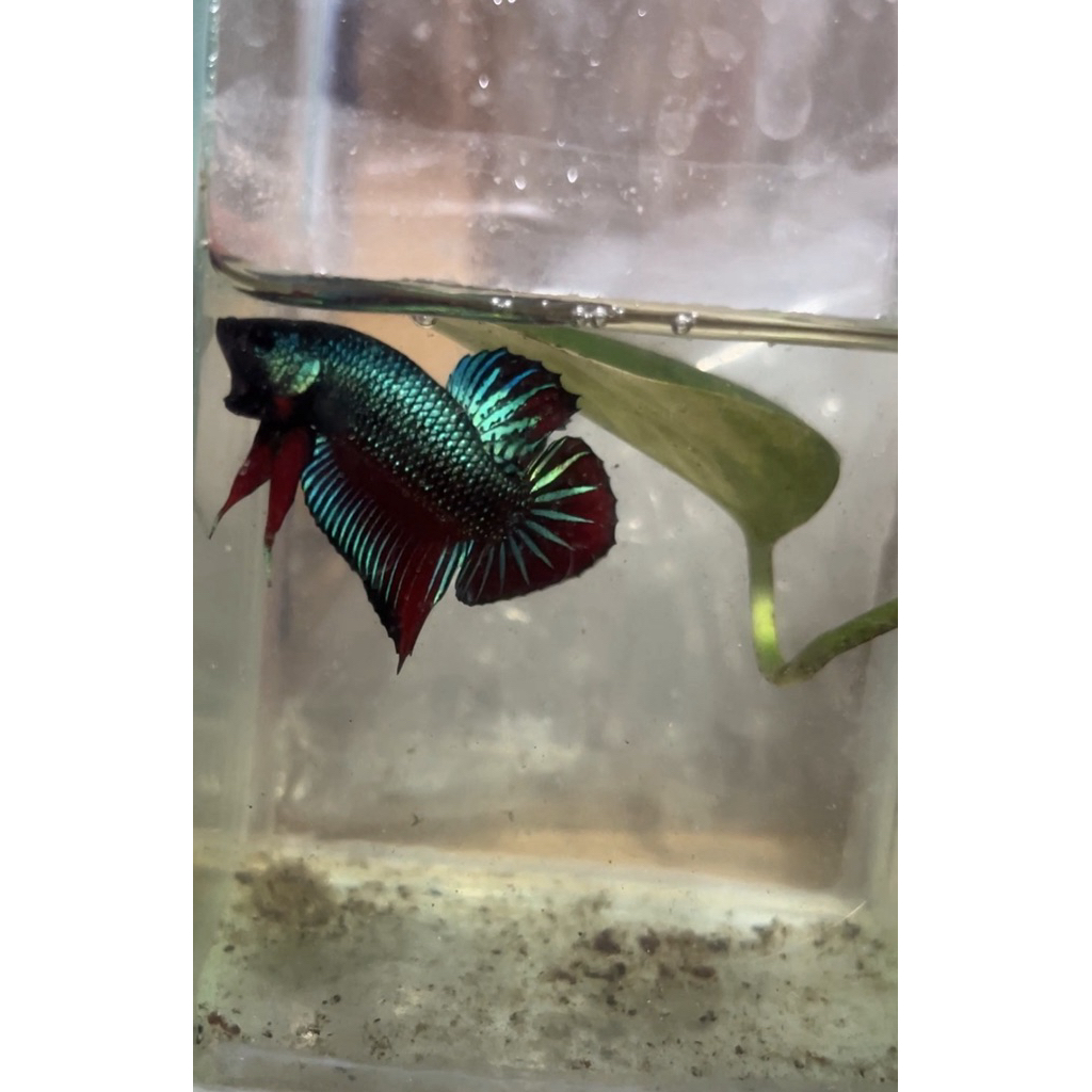 betta imbellis