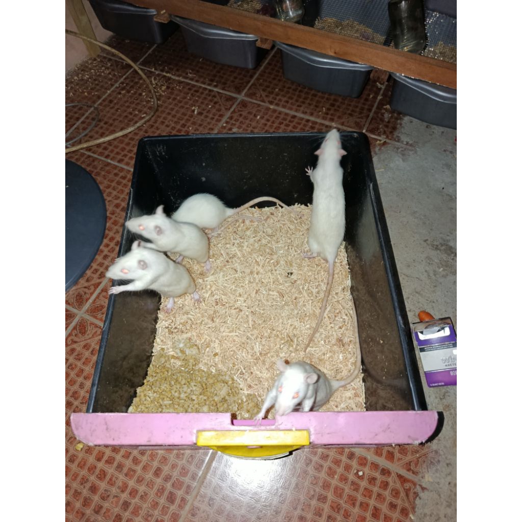 tikus putih /mencit