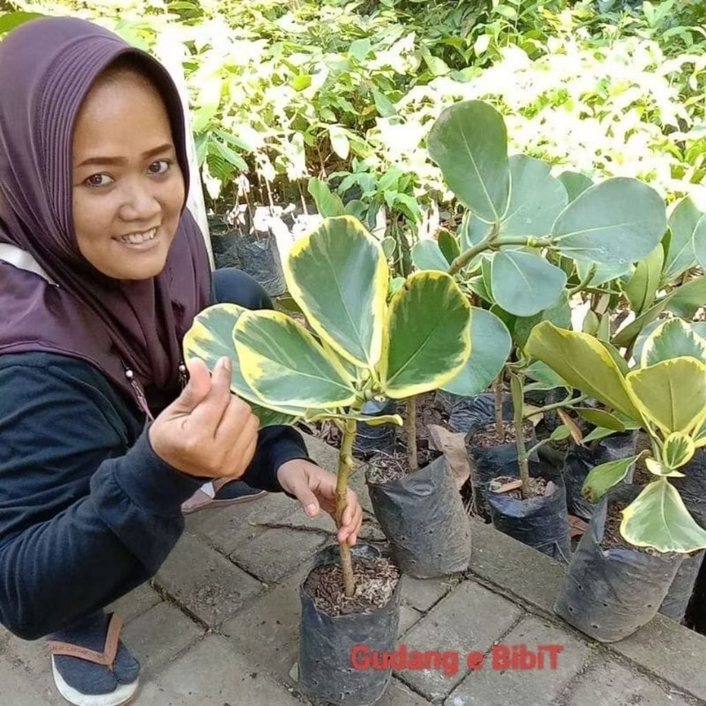 Bibit Manggis Varigata Cepat Berbuah