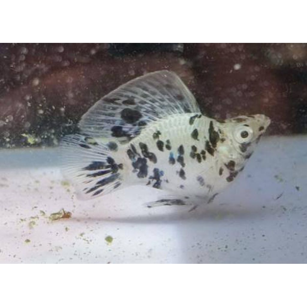 ikan molly Marble / ikan molly marble ukuran Jumbo