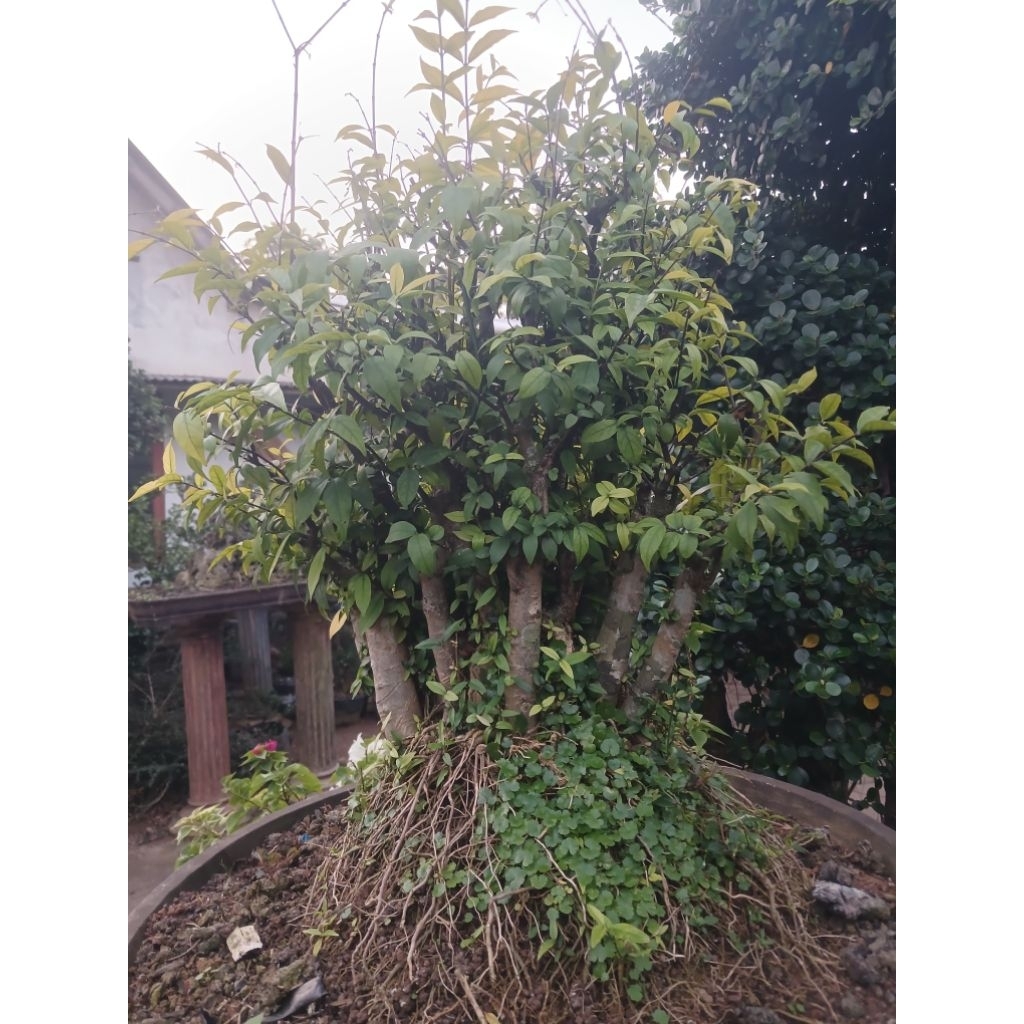 bahan bonsai anting putri raft jumbo