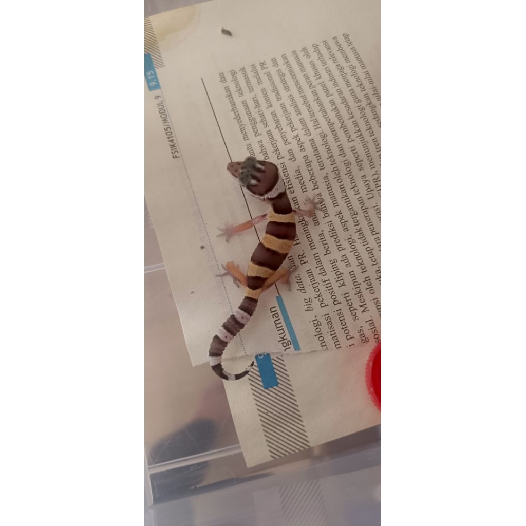 LEOPARD GECKO BLACK NIGHT