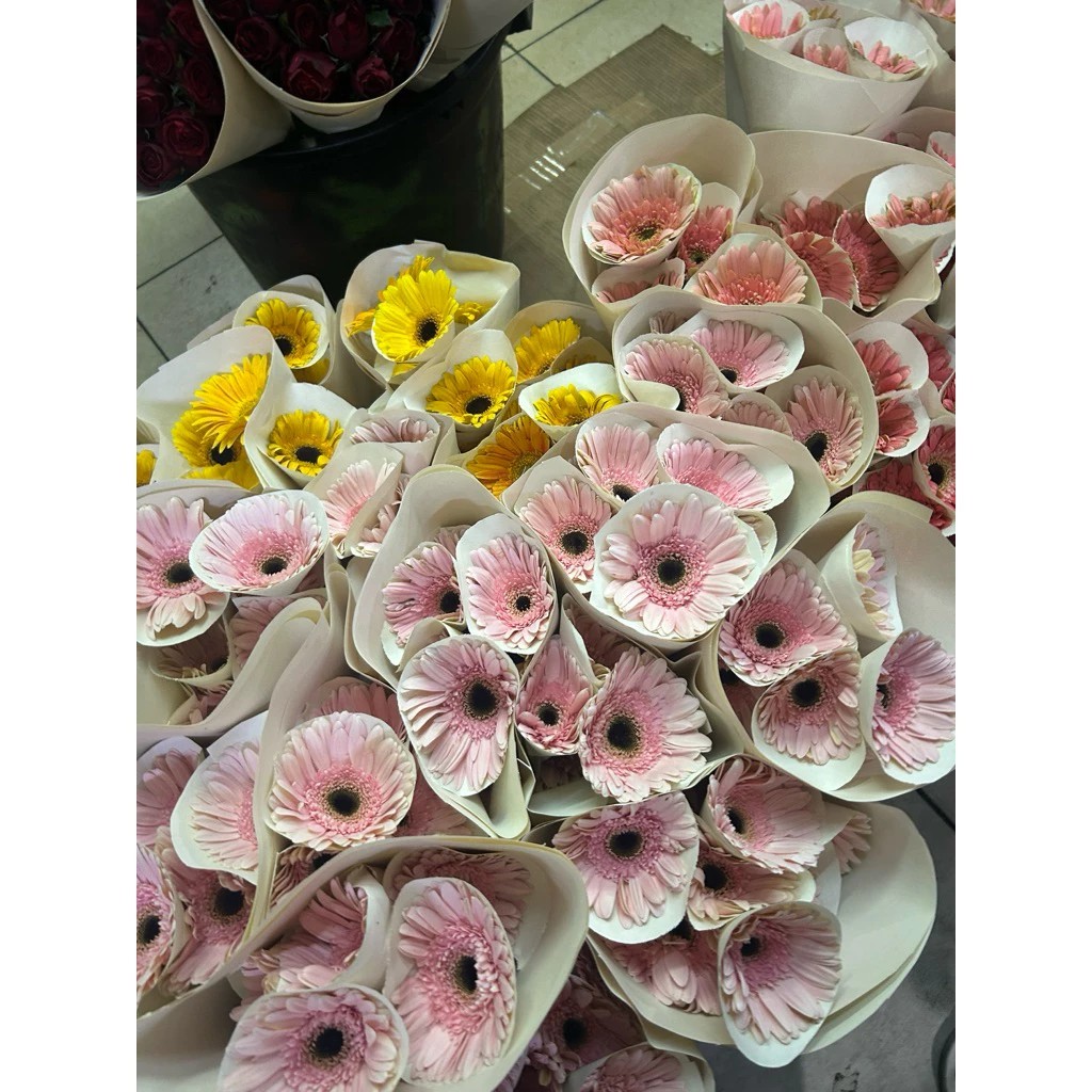 Bunga Potong Gerbera - Bunga Gerbera Segar Asli