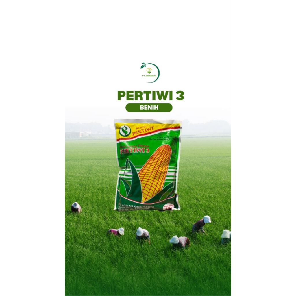 BENIH JAGUNG PERTIWI 3