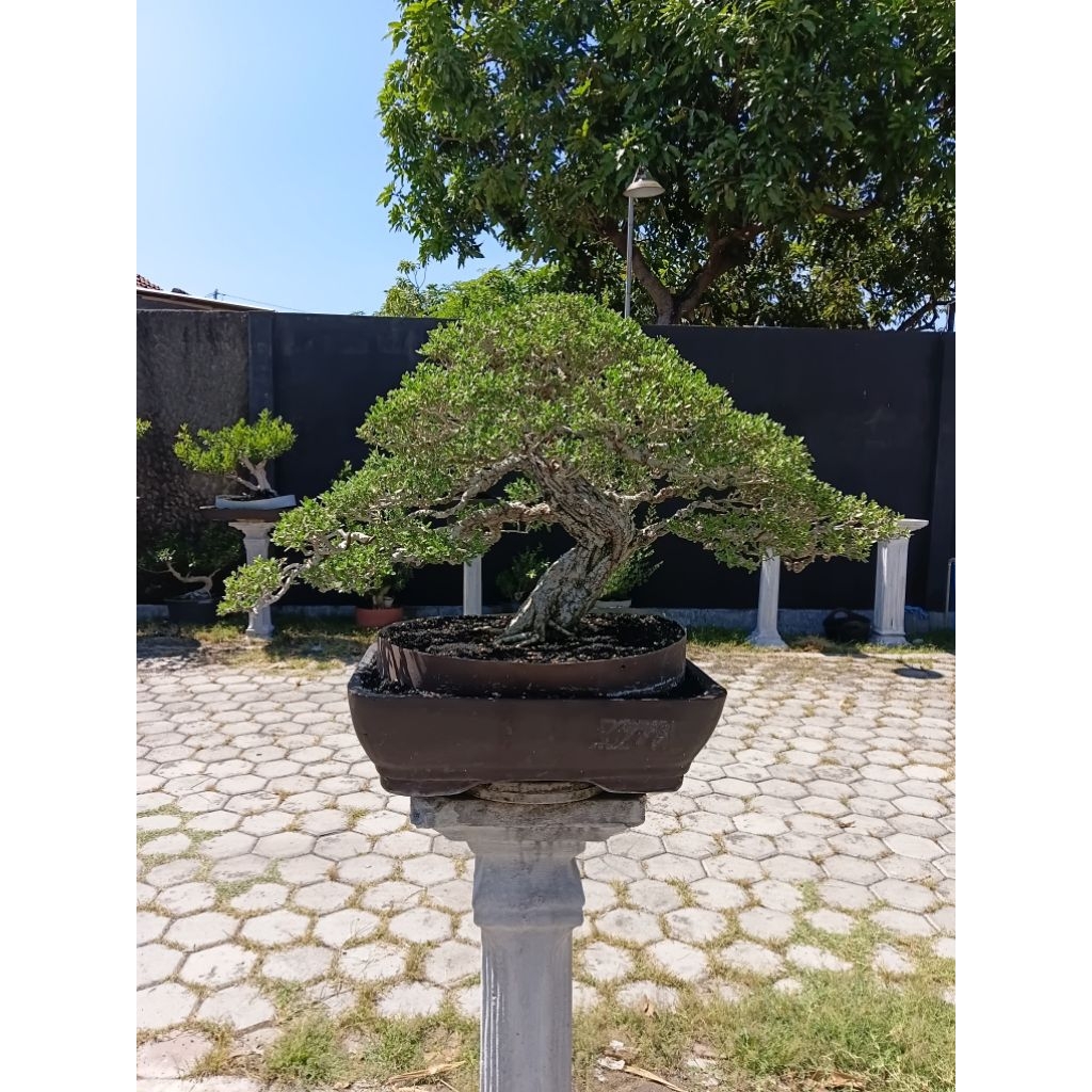 BONSAI SANTIGI