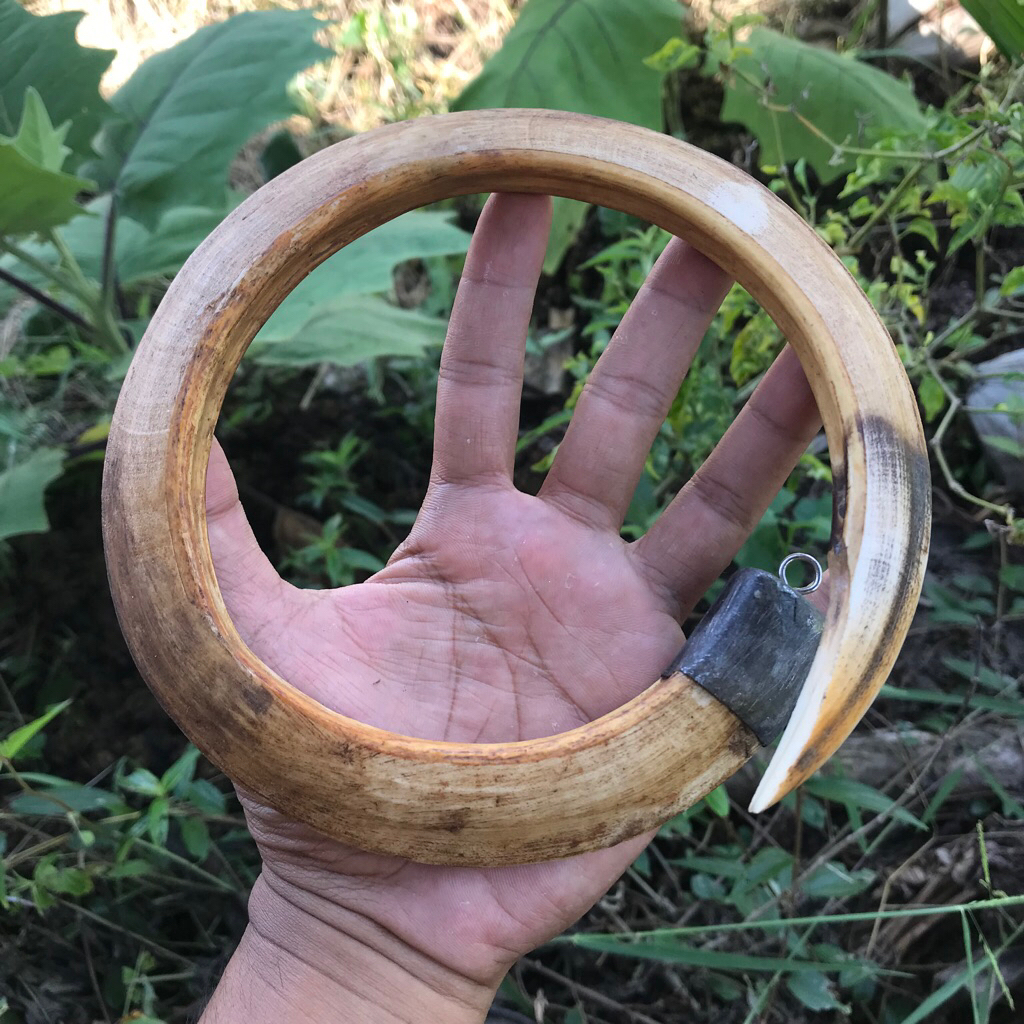 Taring Babi Melingkar Asli Pedalaman Kalimantan XL05