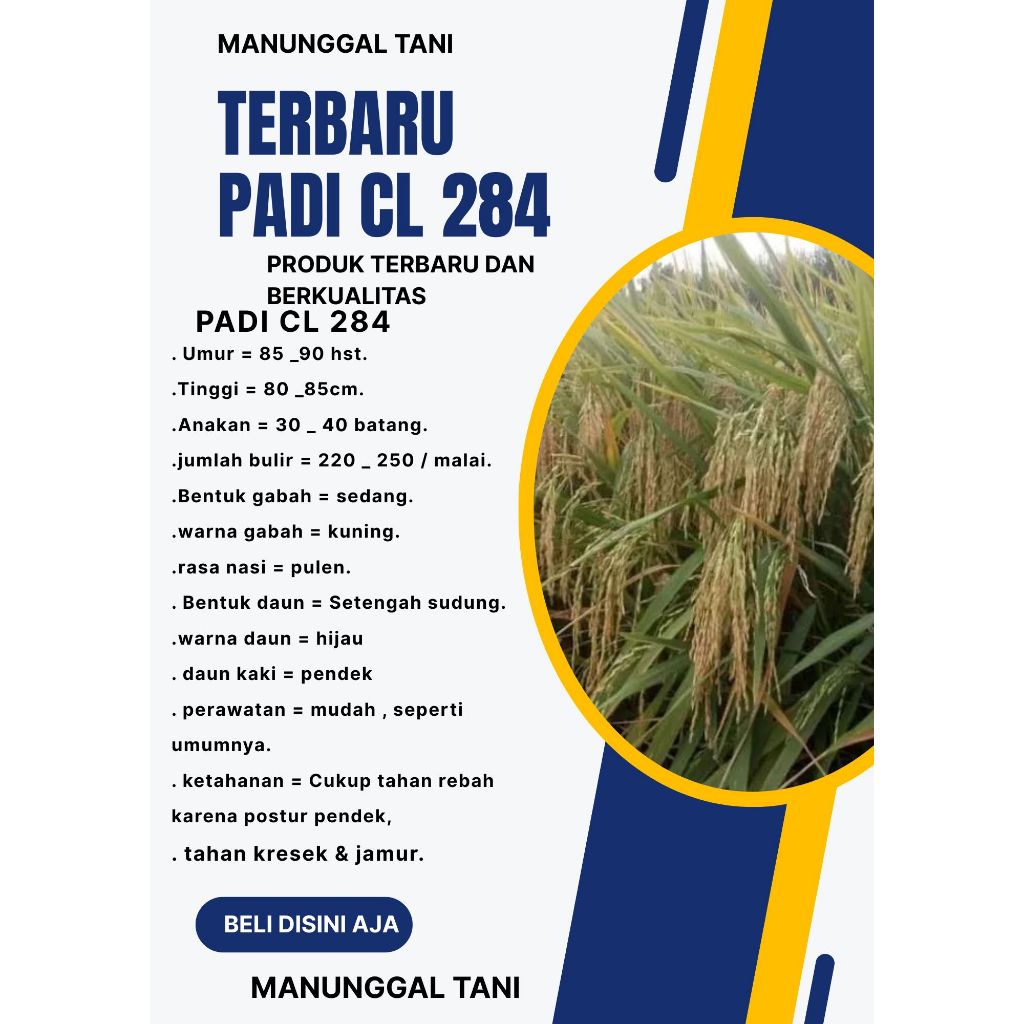 PADI CL 284 KEMASAN 1 KG