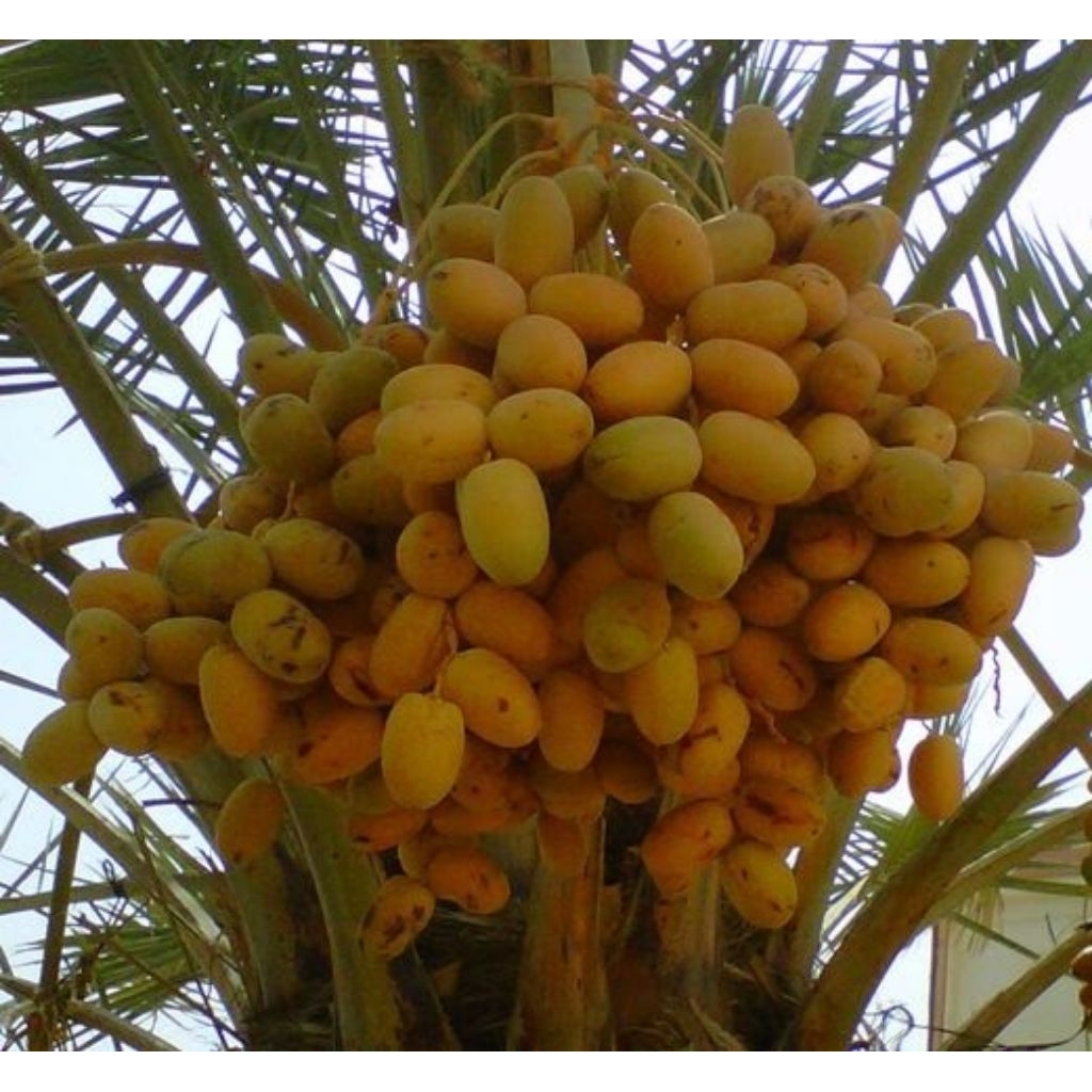 Bibit Kurma Barhee Kultur Jaringan