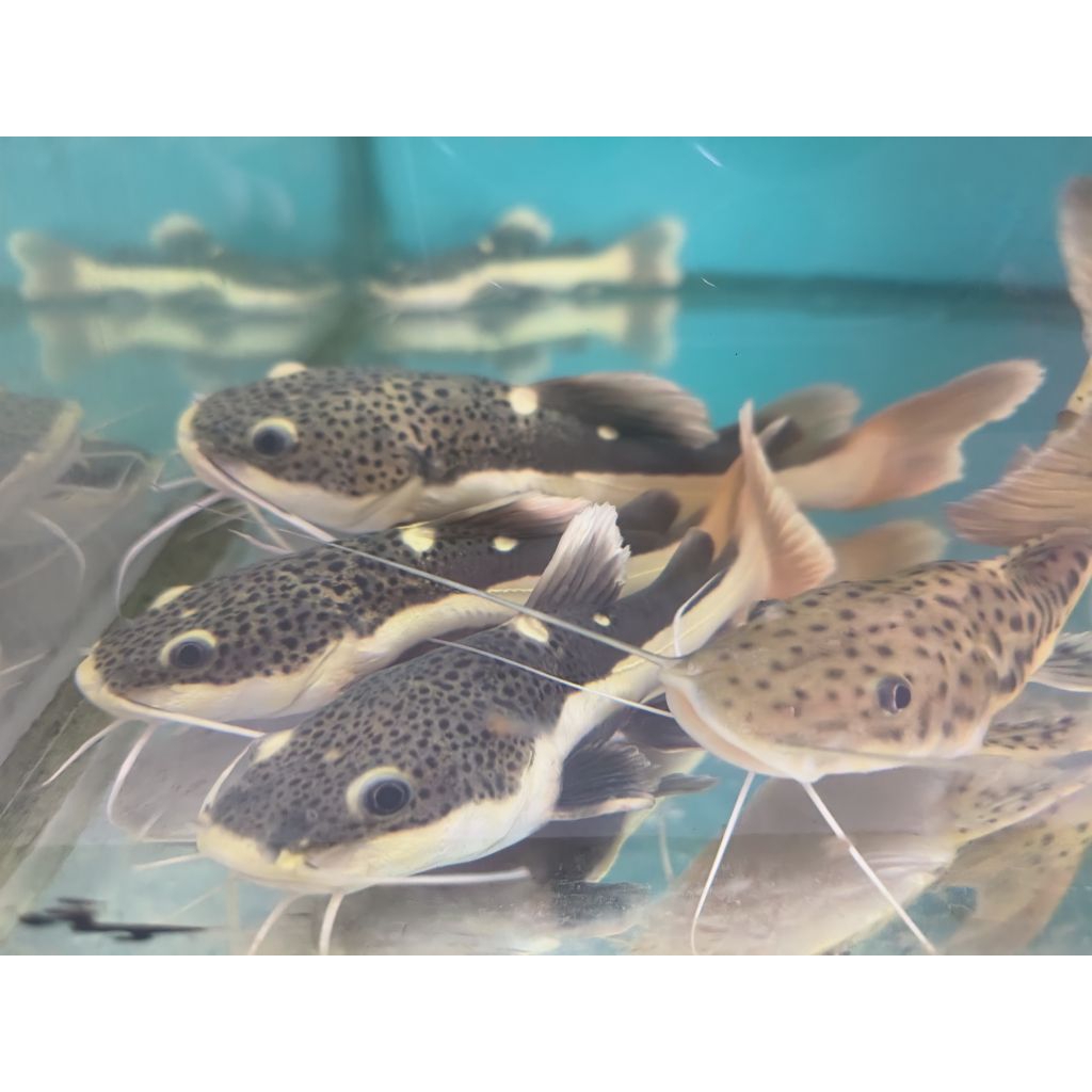 Hiasan aquarium RTC 10-12cm