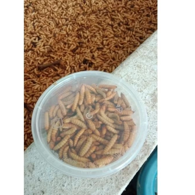 Maggot bsf kering Premium Untuk Ikan Koi 300 gr, Maggot Nusantara