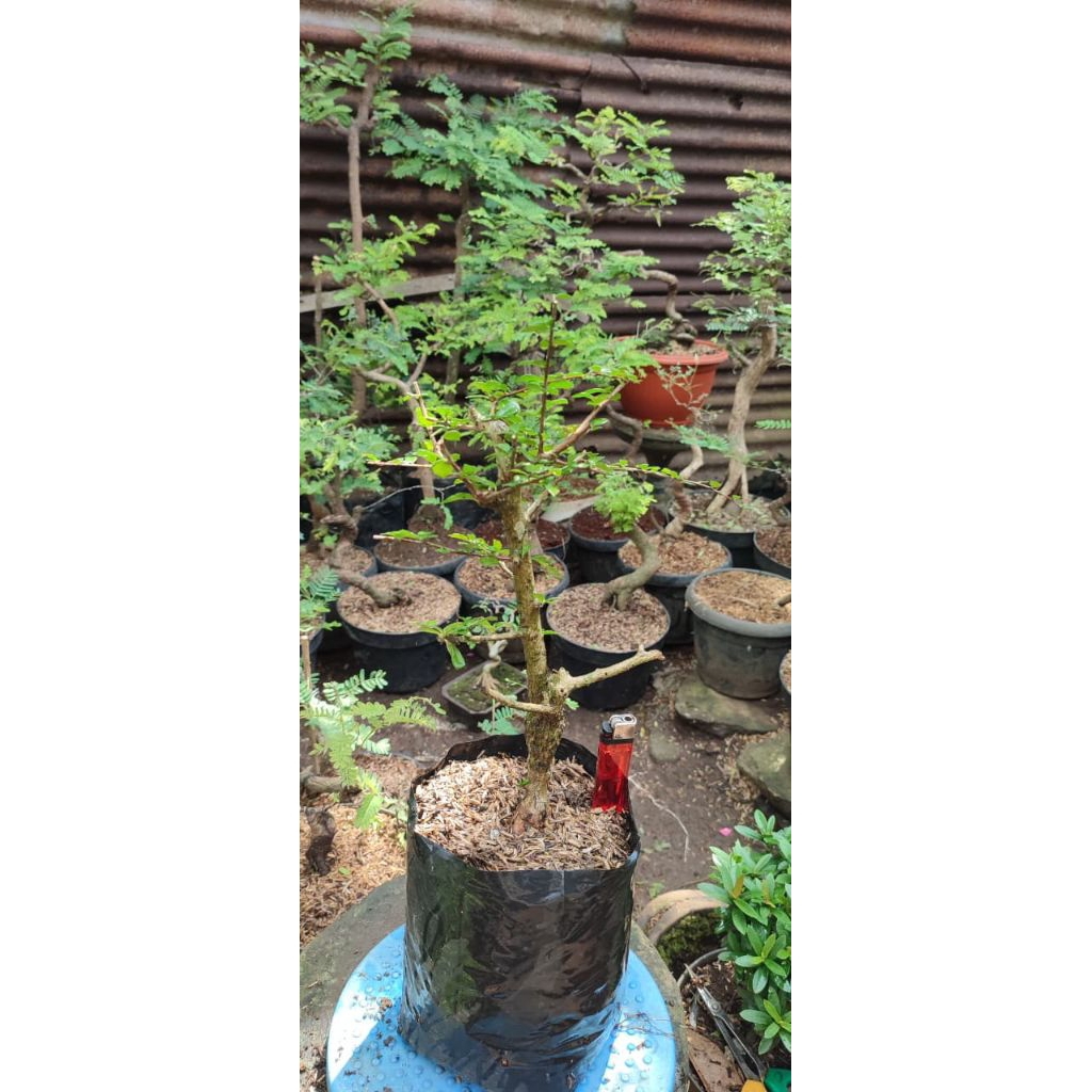 bonsai hokiantea buah/mikro bahan bonsai
