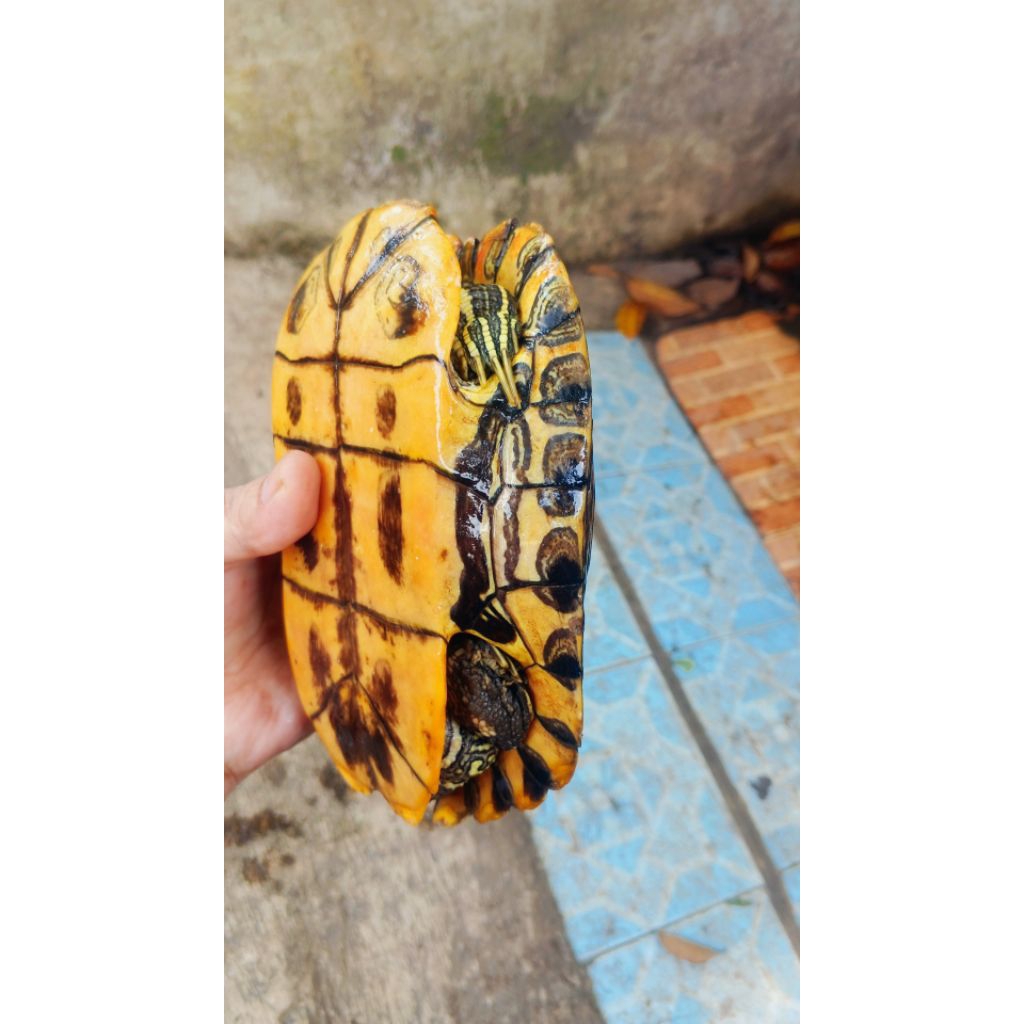 Makanan Pakan Pelet Ikan Kura Kura Brazil Dewasa Indukan Jantan Res Red Ear Slider Turtle Jumbo Main