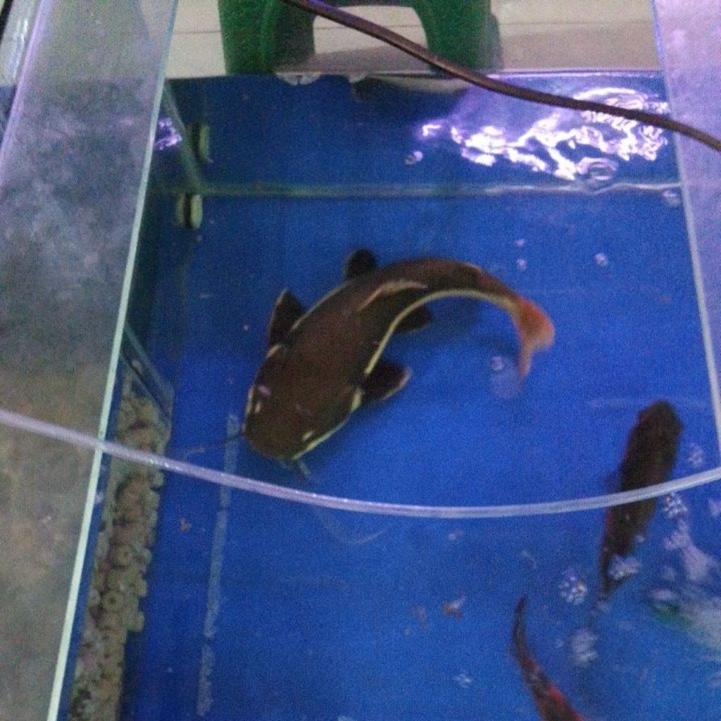 RTC RAT TAIL CATFISH