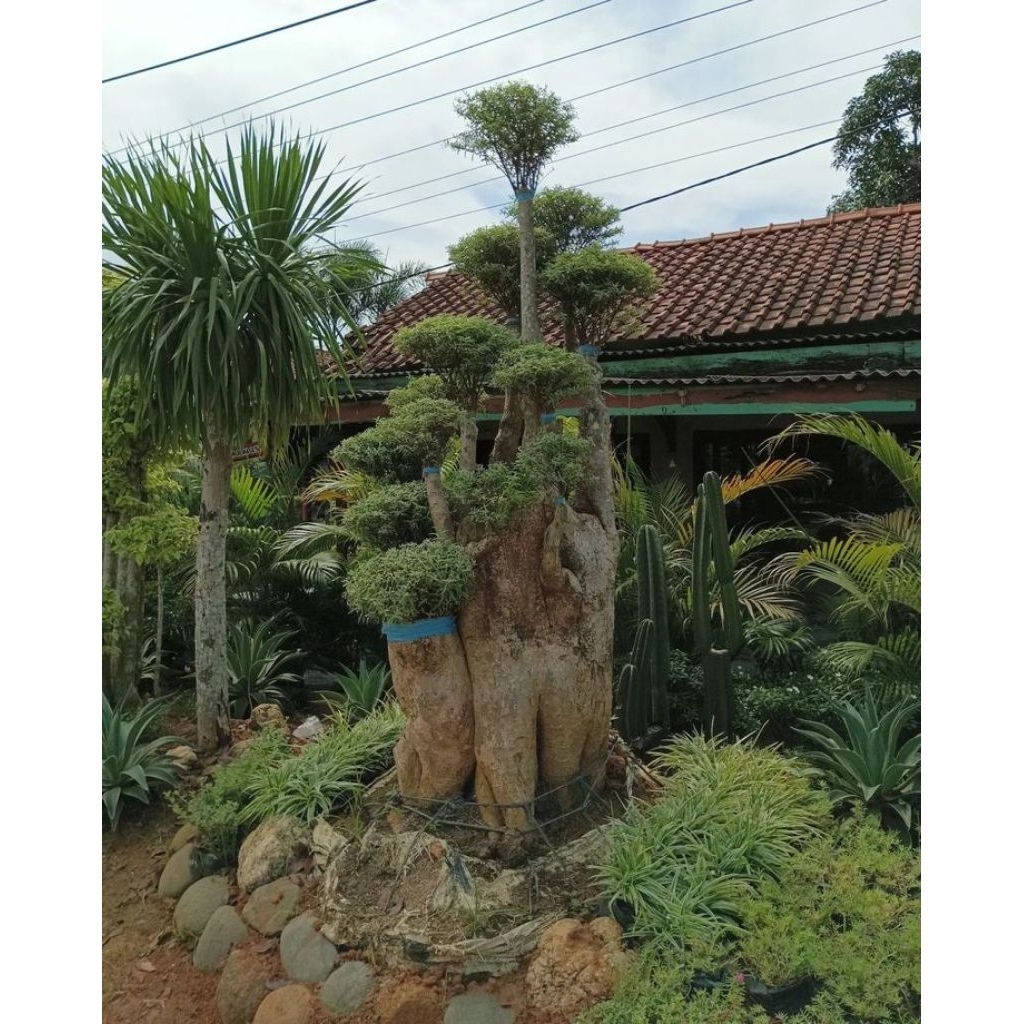 Bonsai anting putri micro