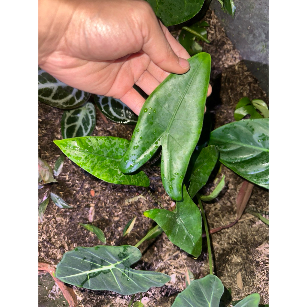 Tanaman Hias Alocasia Zebrina Philiphina Original / Alocasia Zebrina Philippines