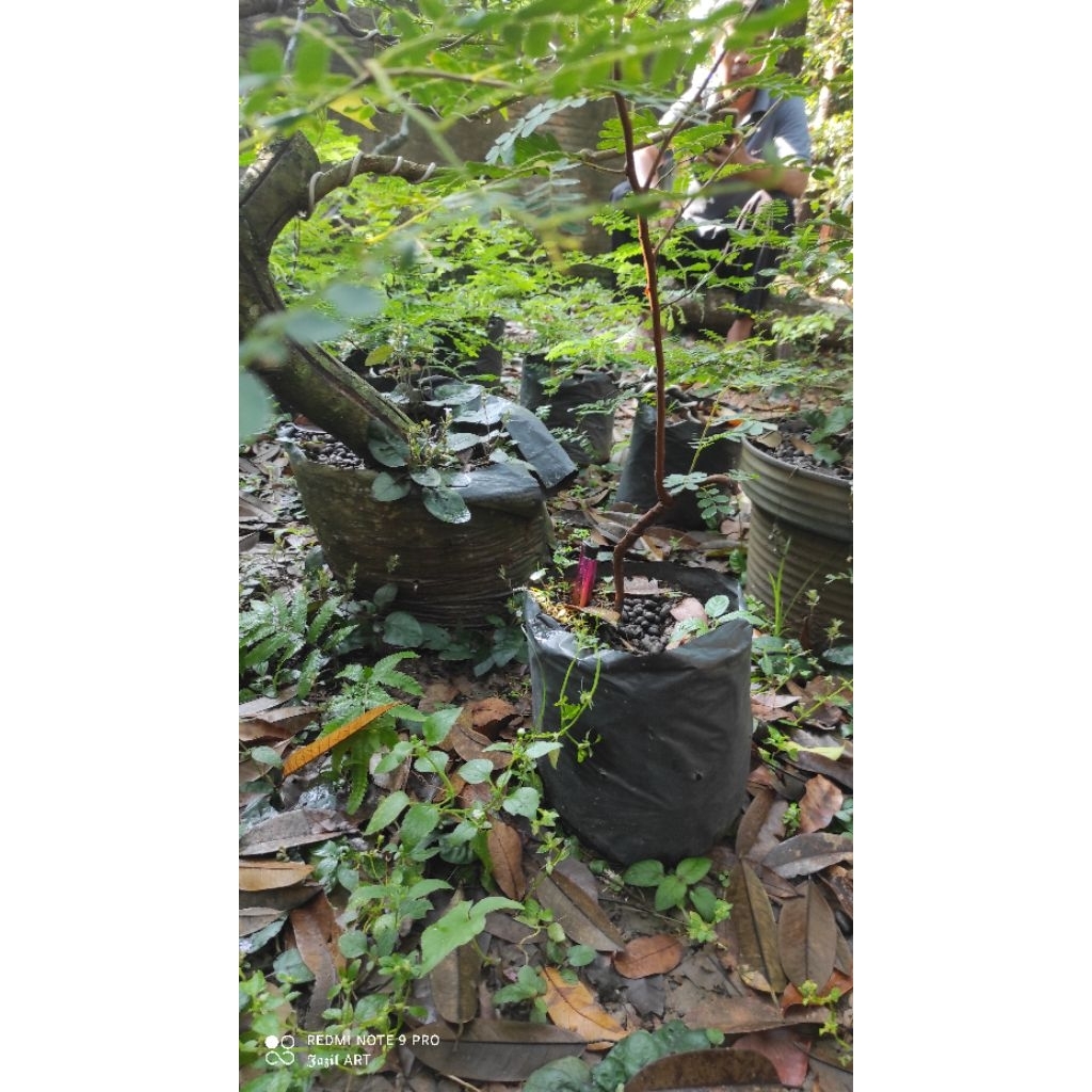bahan bonsai asem jawa