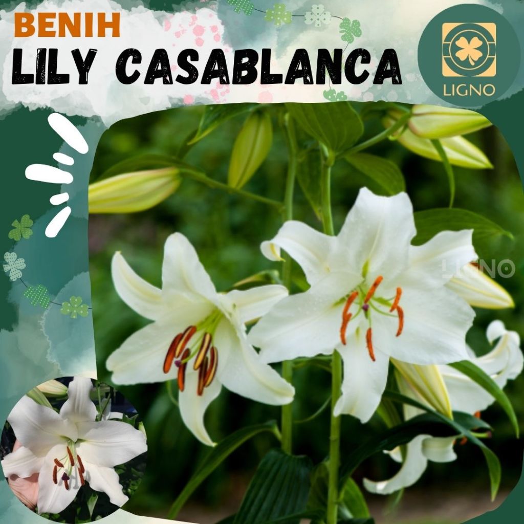 Benih LILY CASABLANCA Biji Bunga Lili