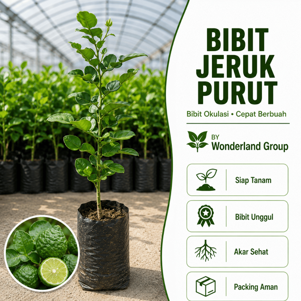Bibit Tanaman Jeruk Purut Unggul - Hasil Cangkok/Okulasi Cepat Berbuah & Beraroma Kuat