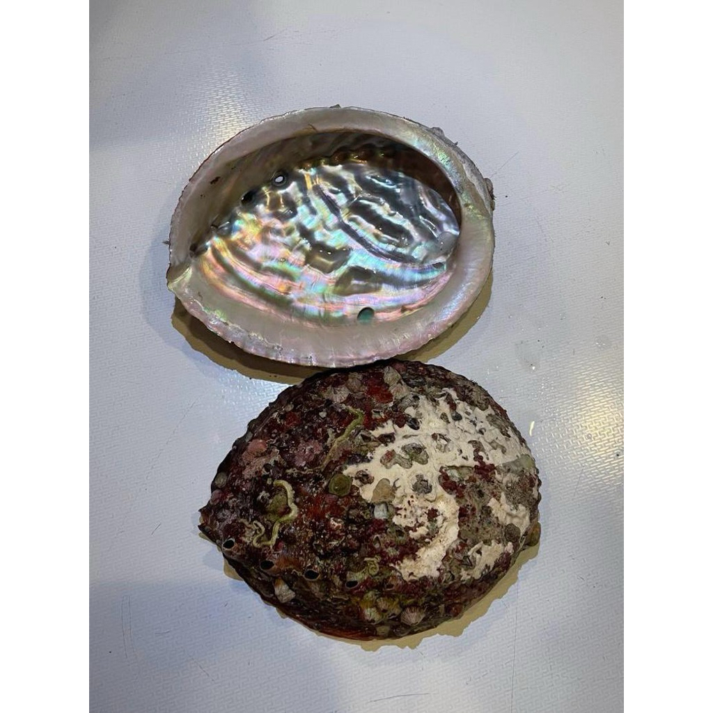 CANGKANG KERANG ABALONE AKA