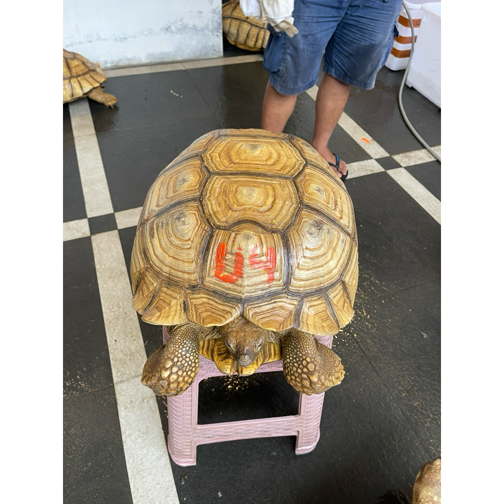 Kura Kura Sulcata Indukan Betina WC Proven 50 cm