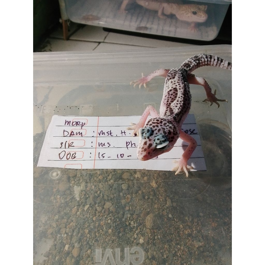 GeckoLineTremperHidup 2ekor